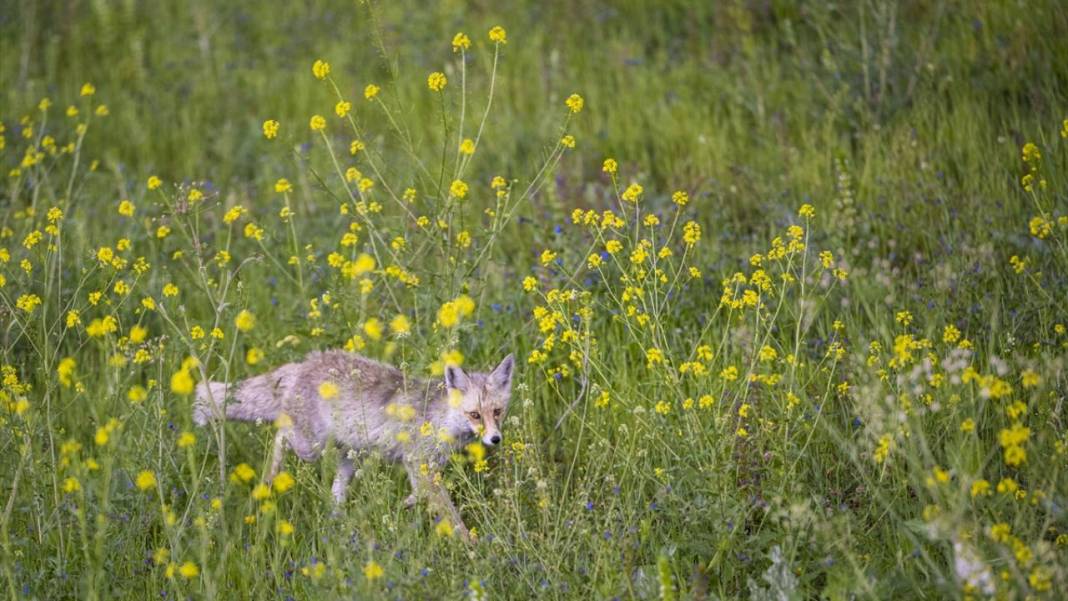 Kars'ın yaylaları sarıya büründü 4