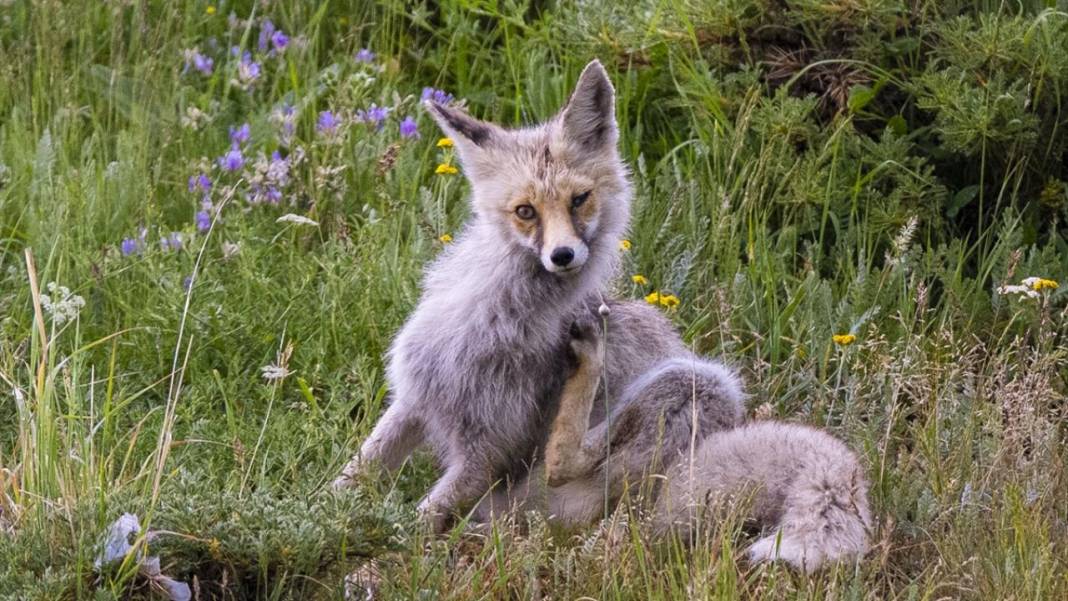 Kars'ın yaylaları sarıya büründü 6