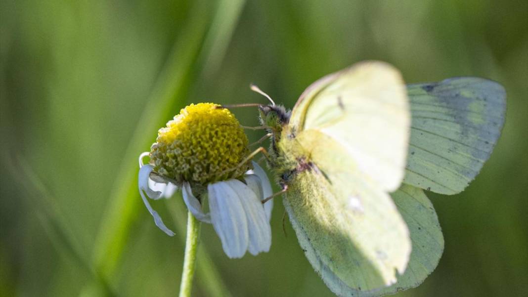Kars'ın yaylaları sarıya büründü 7