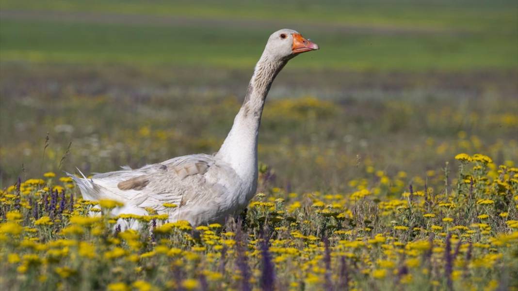 Kars'ın yaylaları sarıya büründü 8