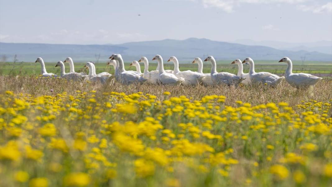 Kars'ın yaylaları sarıya büründü 9