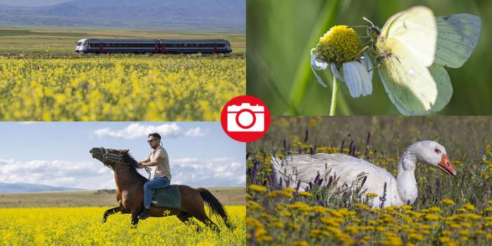 Kars'ın yaylaları sarıya büründü