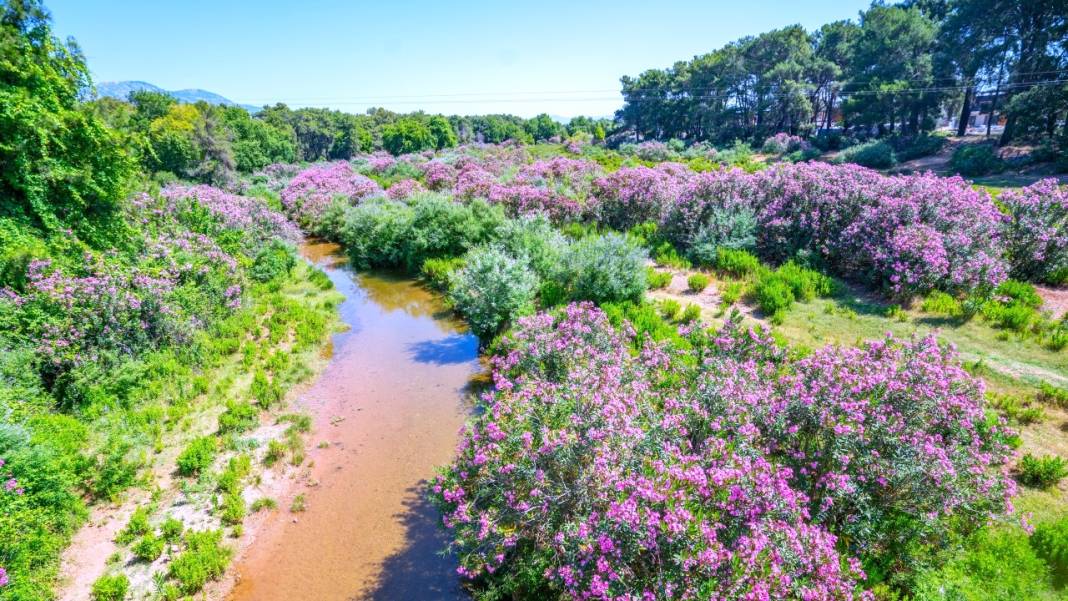 Zakkumların güzelliği 1