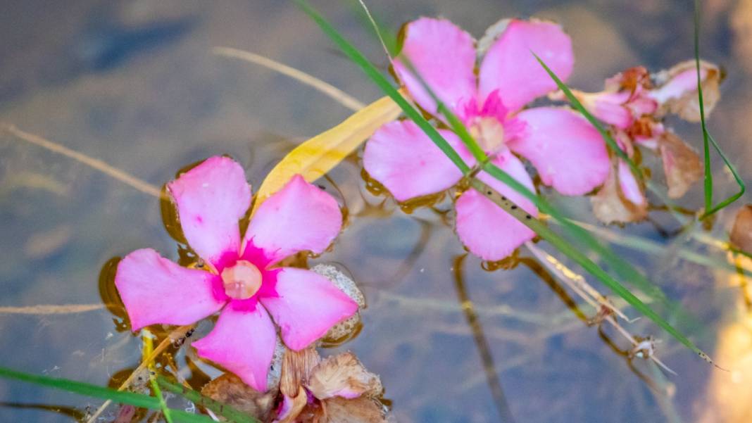 Zakkumların güzelliği 10