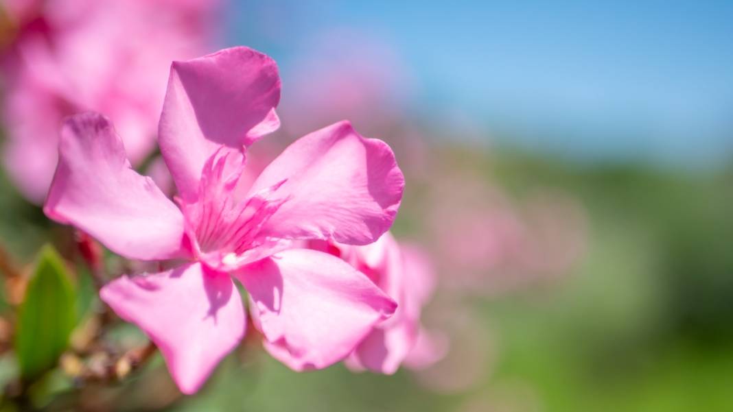 Zakkumların güzelliği 11