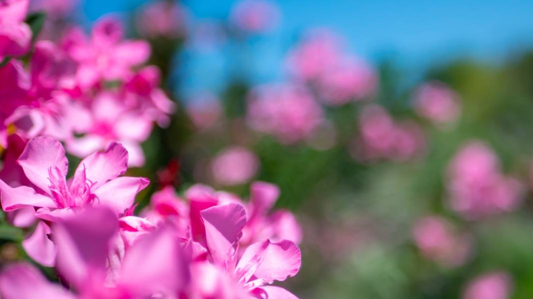 Zakkumların güzelliği 12