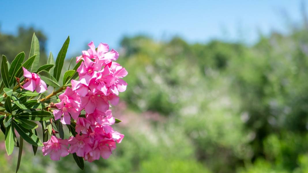 Zakkumların güzelliği 13