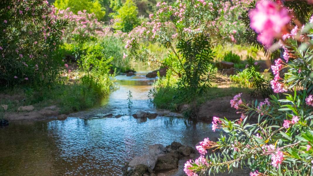 Zakkumların güzelliği 14