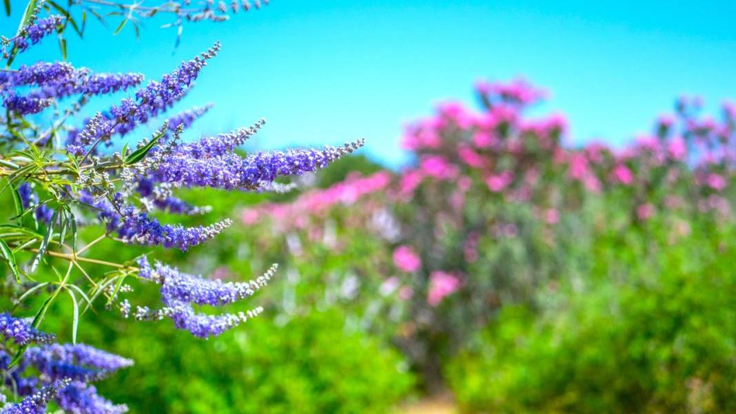 Zakkumların güzelliği 15