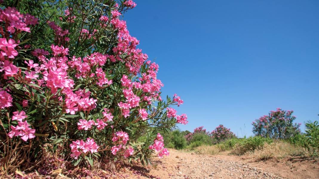 Zakkumların güzelliği 2