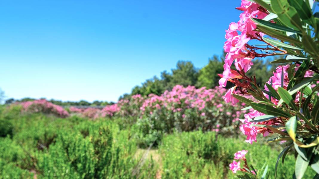 Zakkumların güzelliği 3