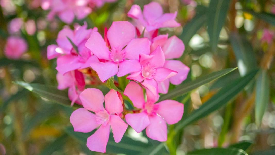 Zakkumların güzelliği 4