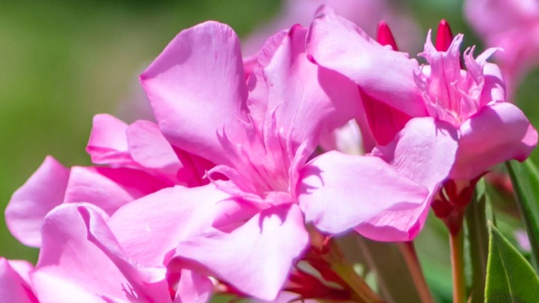 Zakkumların güzelliği 5