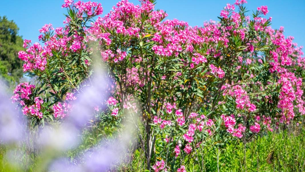 Zakkumların güzelliği 6