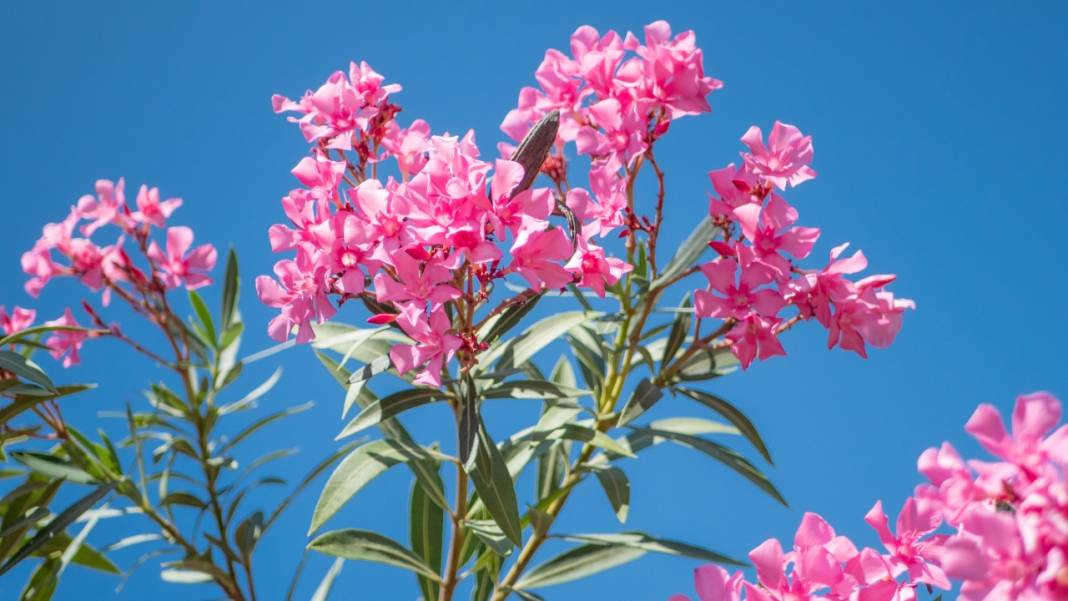 Zakkumların güzelliği 7