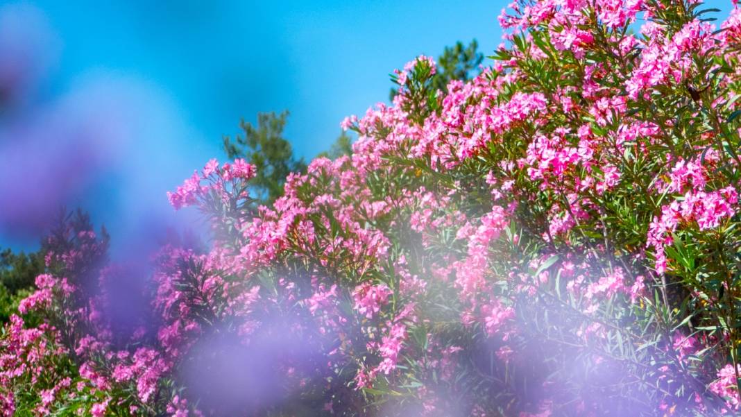 Zakkumların güzelliği 8