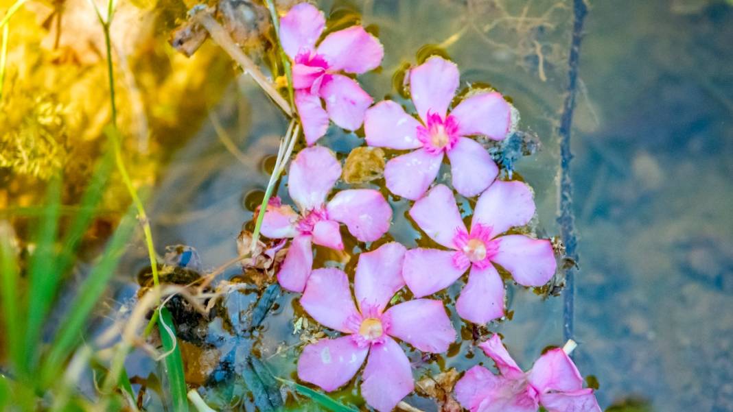 Zakkumların güzelliği 9