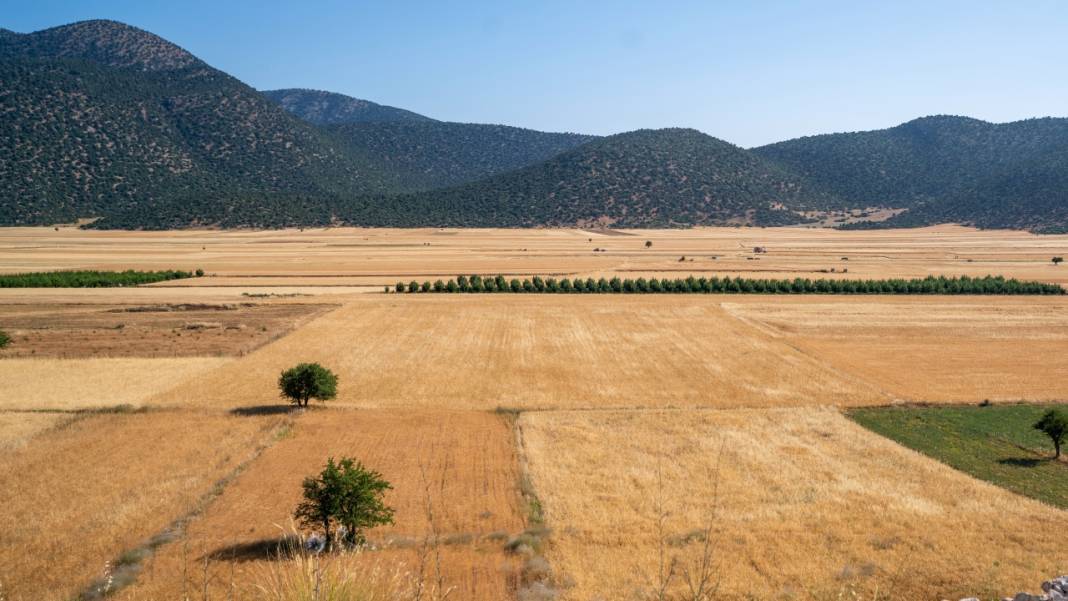 Sofralarımızın baştacı ekmeğin ana maddesi buğday hasadı 1