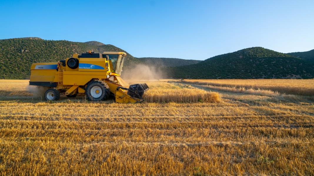 Sofralarımızın baştacı ekmeğin ana maddesi buğday hasadı 10