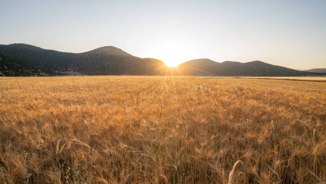 Sofralarımızın baştacı ekmeğin ana maddesi buğday hasadı 12