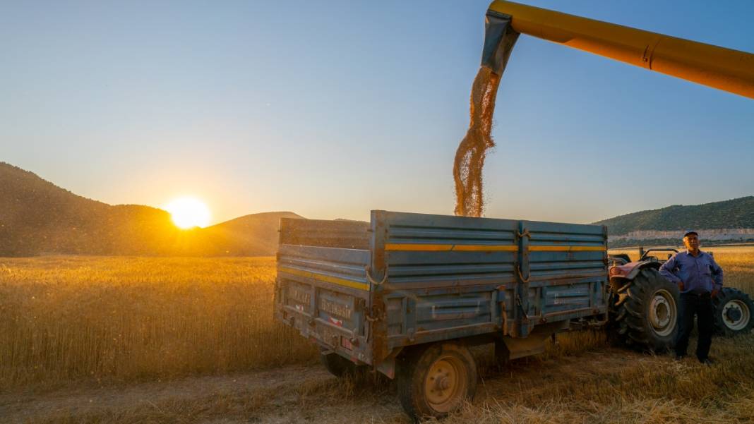 Sofralarımızın baştacı ekmeğin ana maddesi buğday hasadı 13