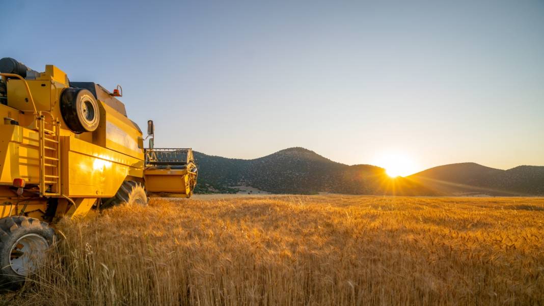 Sofralarımızın baştacı ekmeğin ana maddesi buğday hasadı 14
