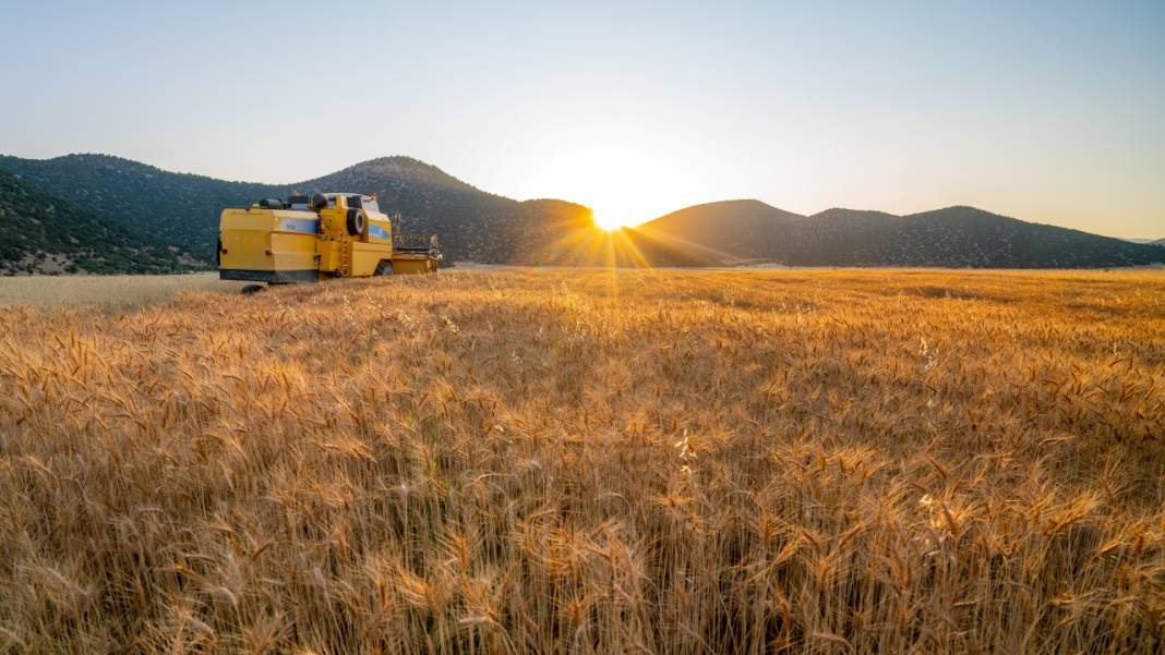 Sofralarımızın baştacı ekmeğin ana maddesi buğday hasadı 15