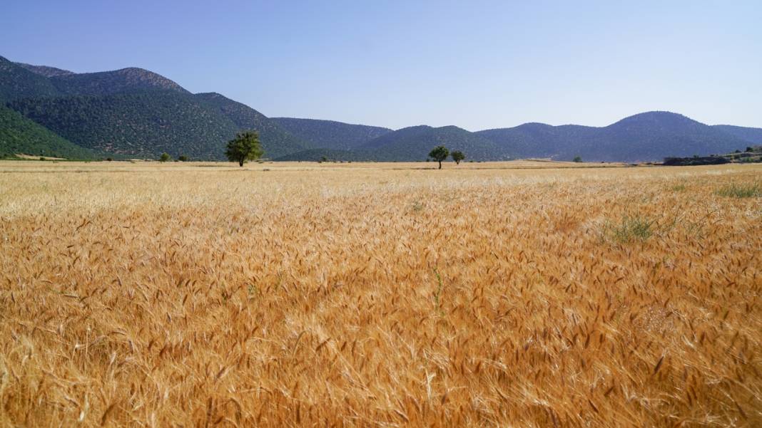 Sofralarımızın baştacı ekmeğin ana maddesi buğday hasadı 2