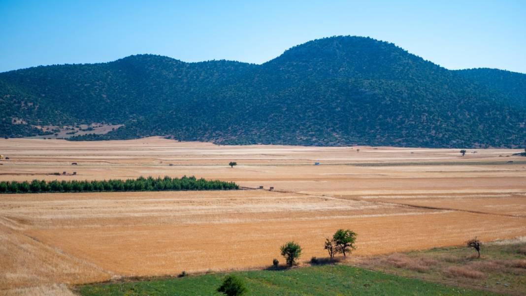 Sofralarımızın baştacı ekmeğin ana maddesi buğday hasadı 3