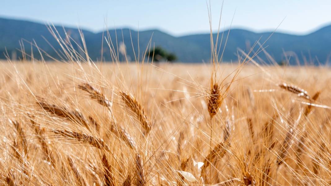 Sofralarımızın baştacı ekmeğin ana maddesi buğday hasadı 4