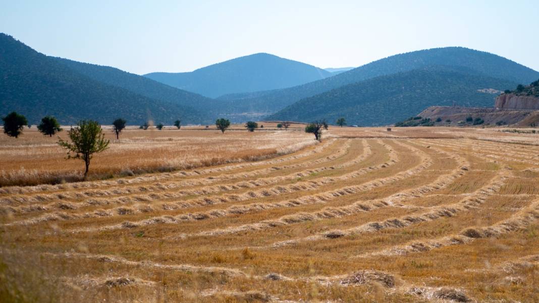Sofralarımızın baştacı ekmeğin ana maddesi buğday hasadı 5