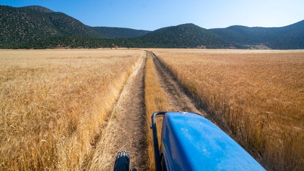 Sofralarımızın baştacı ekmeğin ana maddesi buğday hasadı 6