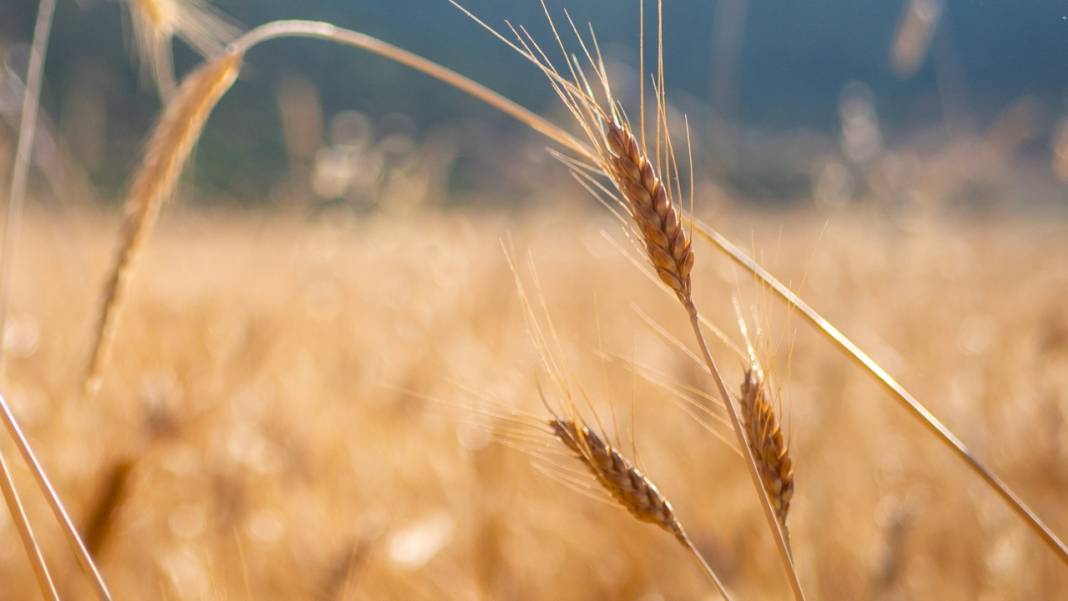 Sofralarımızın baştacı ekmeğin ana maddesi buğday hasadı 7