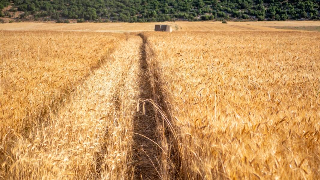 Sofralarımızın baştacı ekmeğin ana maddesi buğday hasadı 8