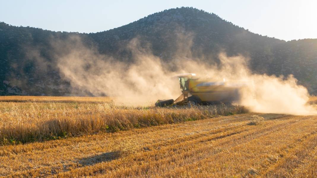 Sofralarımızın baştacı ekmeğin ana maddesi buğday hasadı 9