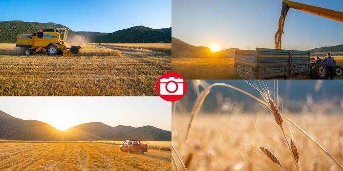 Sofralarımızın baştacı ekmeğin ana maddesi buğday hasadı