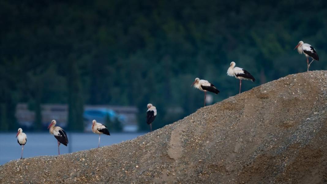Hacı leylekler Bursa'da konaklıyor 1