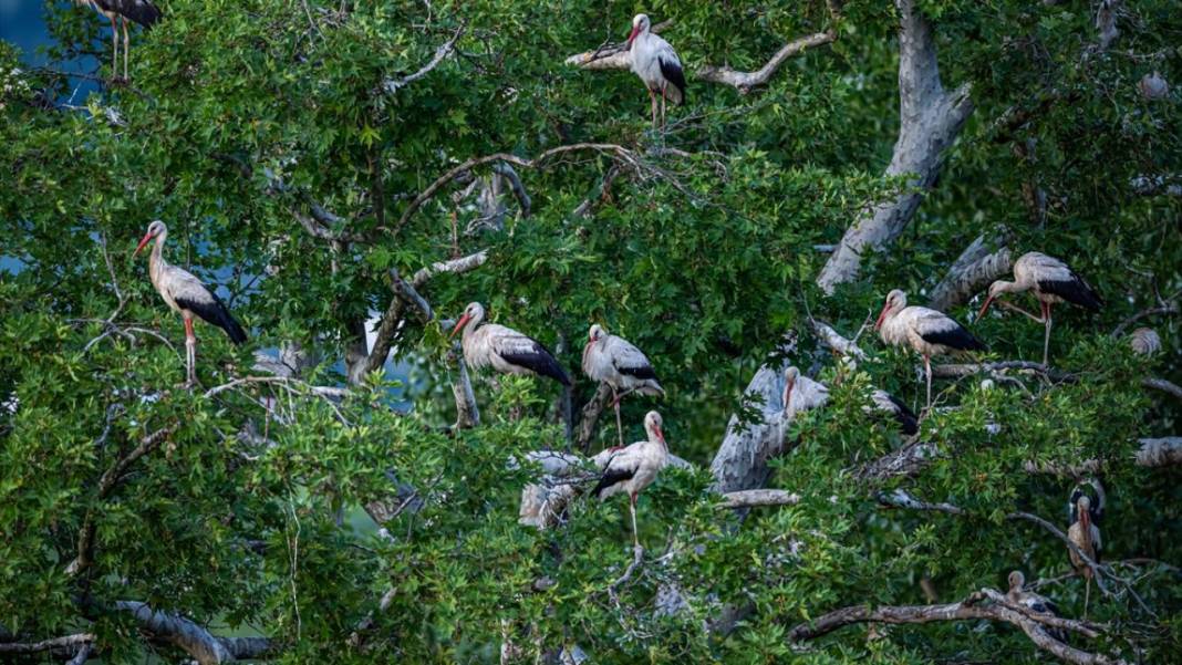 Hacı leylekler Bursa'da konaklıyor 10