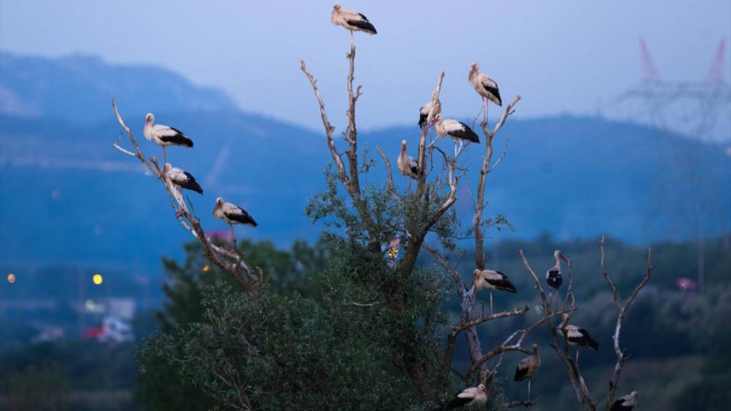 Hacı leylekler Bursa'da konaklıyor 11