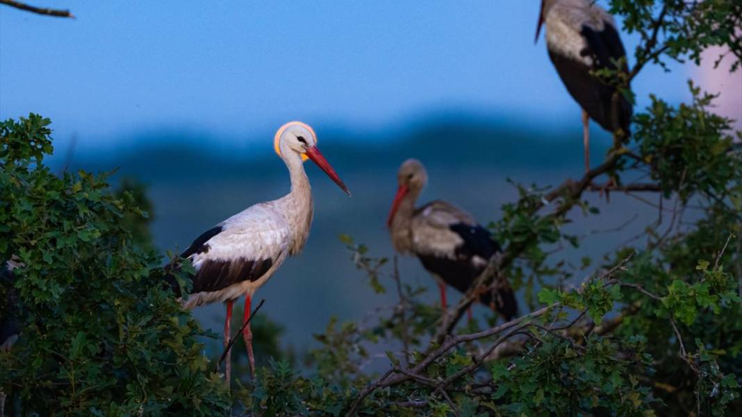 Hacı leylekler Bursa'da konaklıyor 12