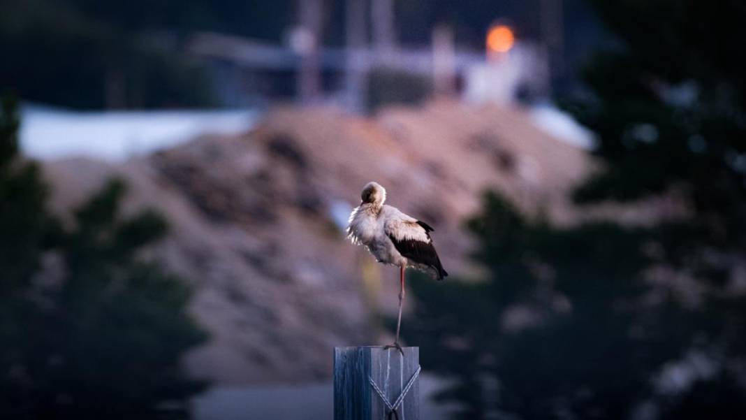 Hacı leylekler Bursa'da konaklıyor 13