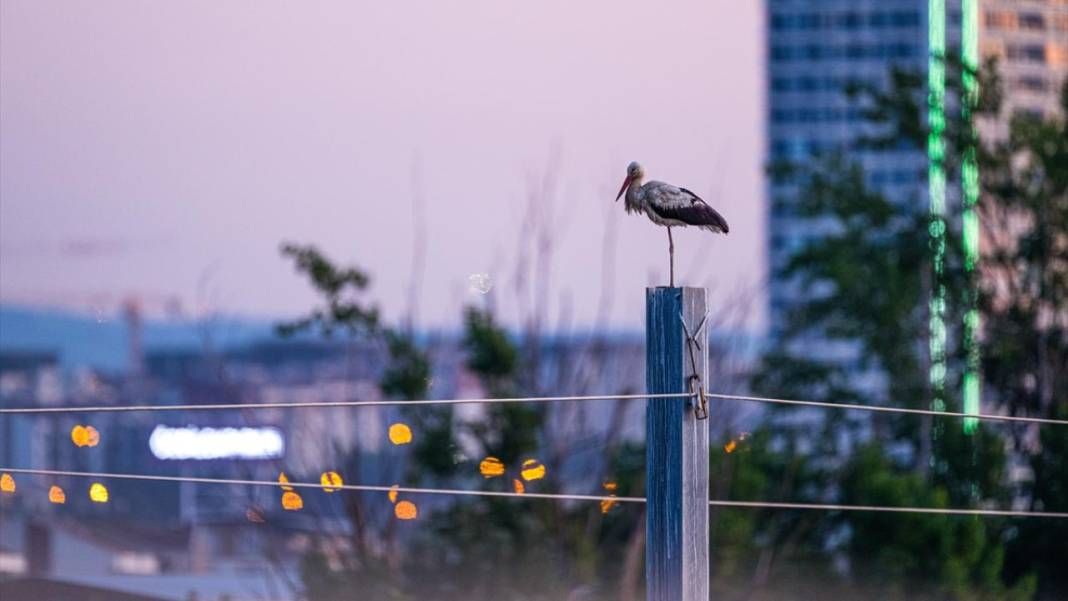 Hacı leylekler Bursa'da konaklıyor 14