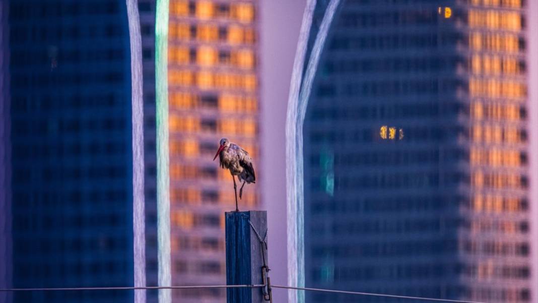 Hacı leylekler Bursa'da konaklıyor 15