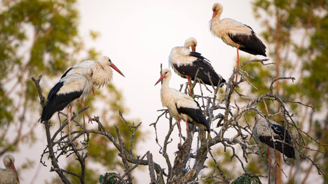 Hacı leylekler Bursa'da konaklıyor 2