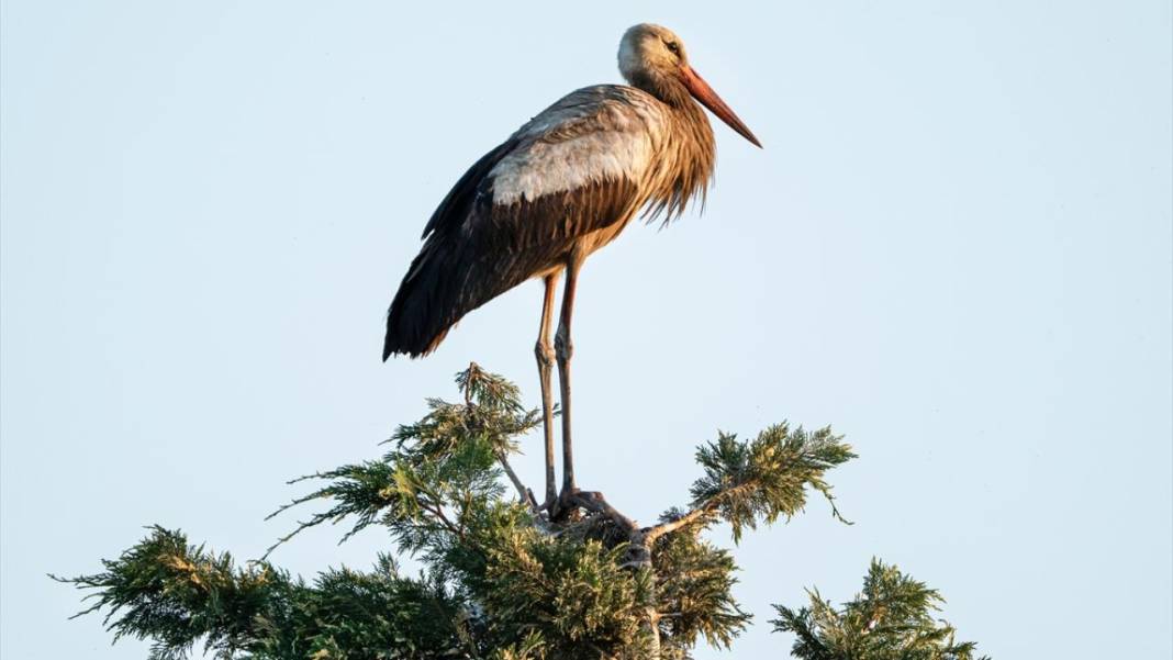Hacı leylekler Bursa'da konaklıyor 3