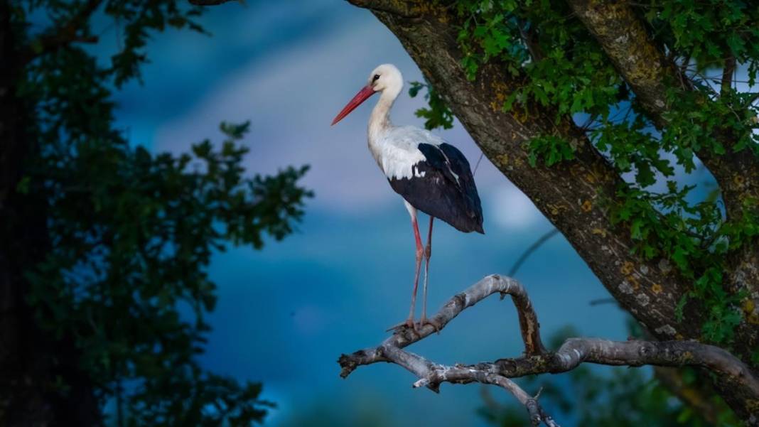 Hacı leylekler Bursa'da konaklıyor 4
