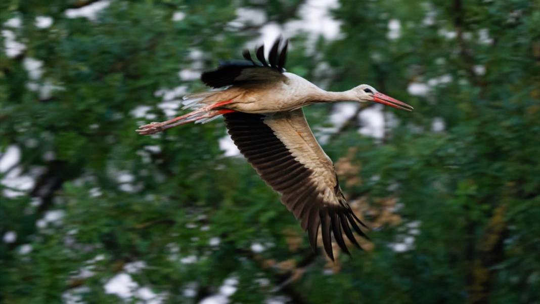 Hacı leylekler Bursa'da konaklıyor 6