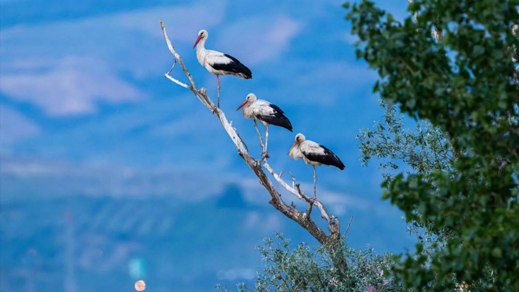 Hacı leylekler Bursa'da konaklıyor 7