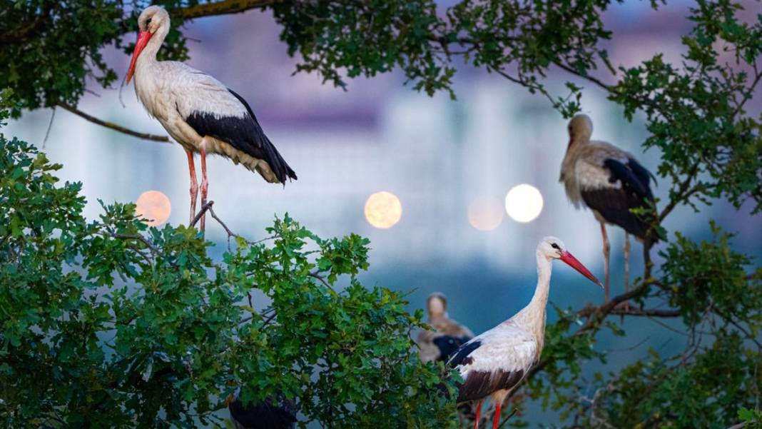 Hacı leylekler Bursa'da konaklıyor 8