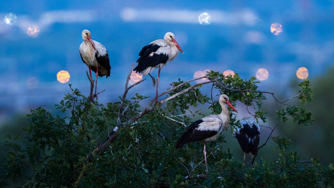 Hacı leylekler Bursa'da konaklıyor 9